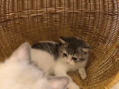 -猫咪派对(江南西店)