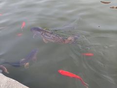 -白洋淀景区