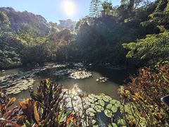 -西双版纳原始森林公园