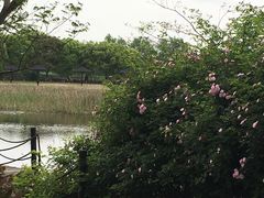 -梁鸿国家湿地公园