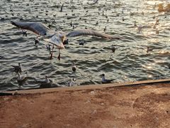 -嘉华鲜花饼·现烤(昆明老街店)