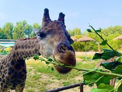 -北京野生动物园