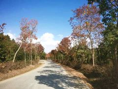 -上海海湾国家森林公园