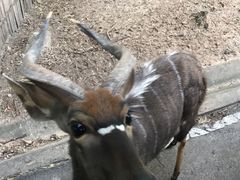 -清迈夜间动物园