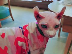 -藏猫猫咖啡主题馆(中央大道店)