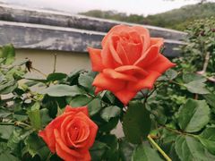 -草庵摩尼教遗址公园