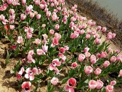 -瑶湖郊野森林公园