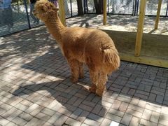 -长白岛森林公园