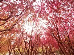 -东升八家郊野公园