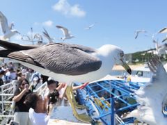 -海驴岛(荣成市)