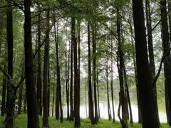 -莲花山公园