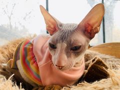 -猫小院猫主题餐厅(南锣旗舰店)