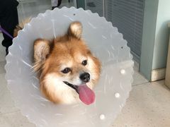 -全心全意连锁动物医院(加州店)