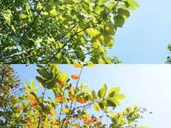 -广东花都湖国家湿地公园