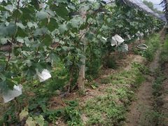 -马陆小张葡萄园农家乐