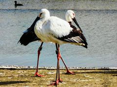 -盐城丹顶鹤湿地生态旅游区