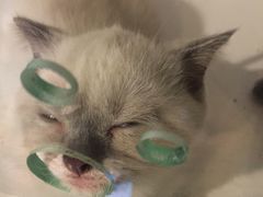 -萌喵宠狗爱心宠咖