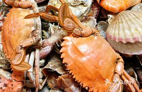 Live Seafood Steamer