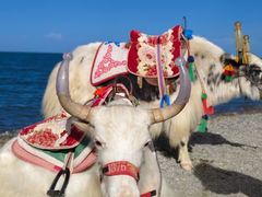 -青海湖国家重点风景名胜区