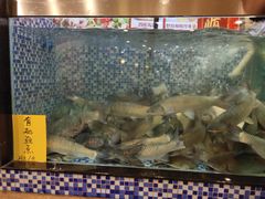 吊水草鱼-顺德一品粥·20年凤城老字号(芳村店)