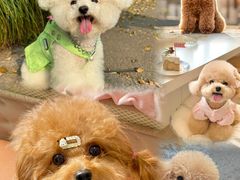 -艾贝尔宠物医院·24H转诊中心·肿瘤猫专科(江宁双龙店)