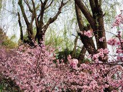 -金鸡湖桃花岛