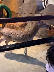 -酷嗒动物文化乐园(cutezoo西溪乐天城店)