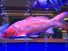 -大江户·温泉洗浴(浑南店)