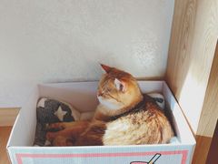 -猫腻·猫咖·撸猫馆(星光大道店)