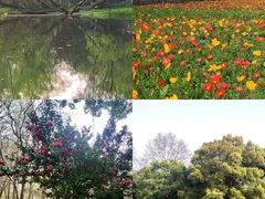 -上海共青森林公园