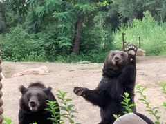 -沈阳森林动物园