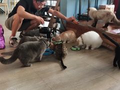-猫咪咖啡·猫咖(万达广场店)
