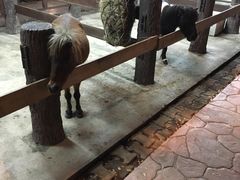 -清迈夜间动物园