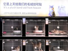 -翊宠yipet猫狗购宠庄园犬舍•猫舍