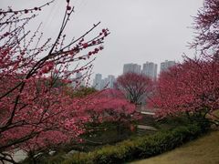 -重庆彩云湖湿地公园