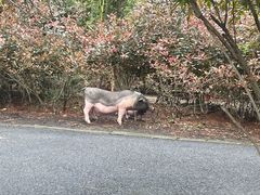 -小小饭店·休闲农庄·安吉松树林里的农家菜