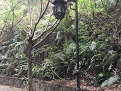 -滴水岩森林公园
