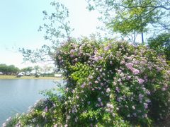 -梁鸿国家湿地公园