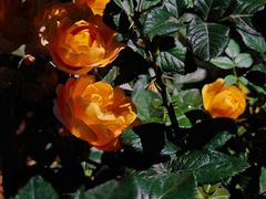 -人民公园(罗湖区)