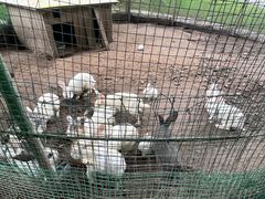 -杭州香格里拉·香宫中餐厅