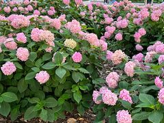 -嘉善路(地铁站)