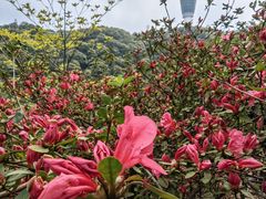 -梧桐山风景名胜区