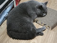 -纳吉亚猫专科动物诊疗中心(蒋宅口分院)