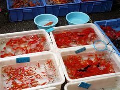 A_25-清平路水族市场
