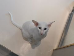 -飞行喵MR PILOT|猫舍·猫咖(静安大融城店)