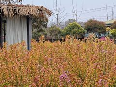 -洪湖家庭农场·团建·露营·会议