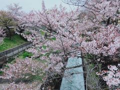 -大起水产回转寿司(道顿堀店)