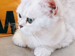 -猫十亿·布偶金渐层·曼基康矮脚猫舍(青年路店)