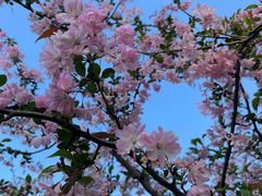 -上海共青森林公园