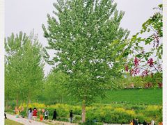 -洨河生态公园